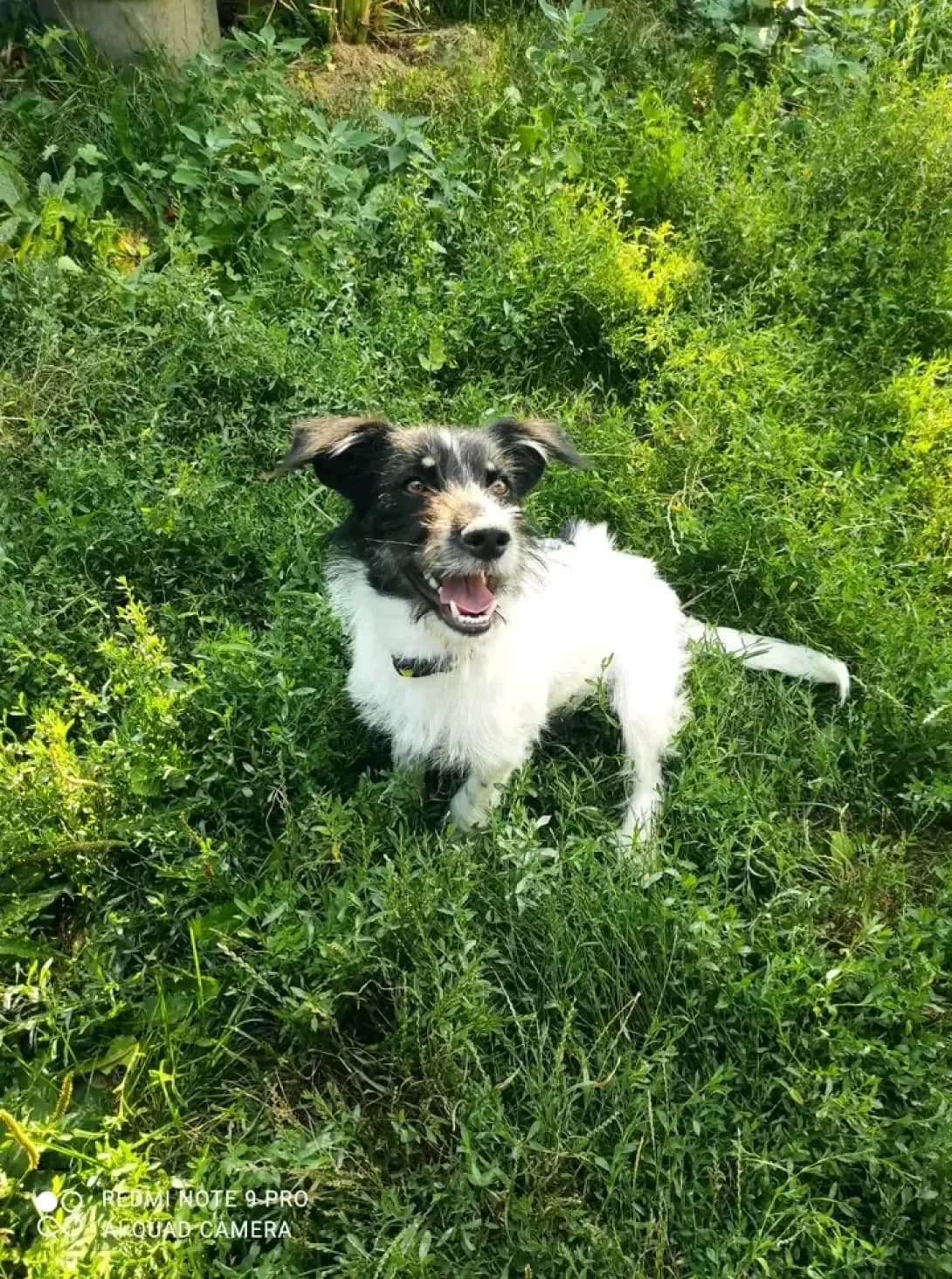 Brunka (Брунька), Mixed Breed (Happy Paw Kyiv Oblast)