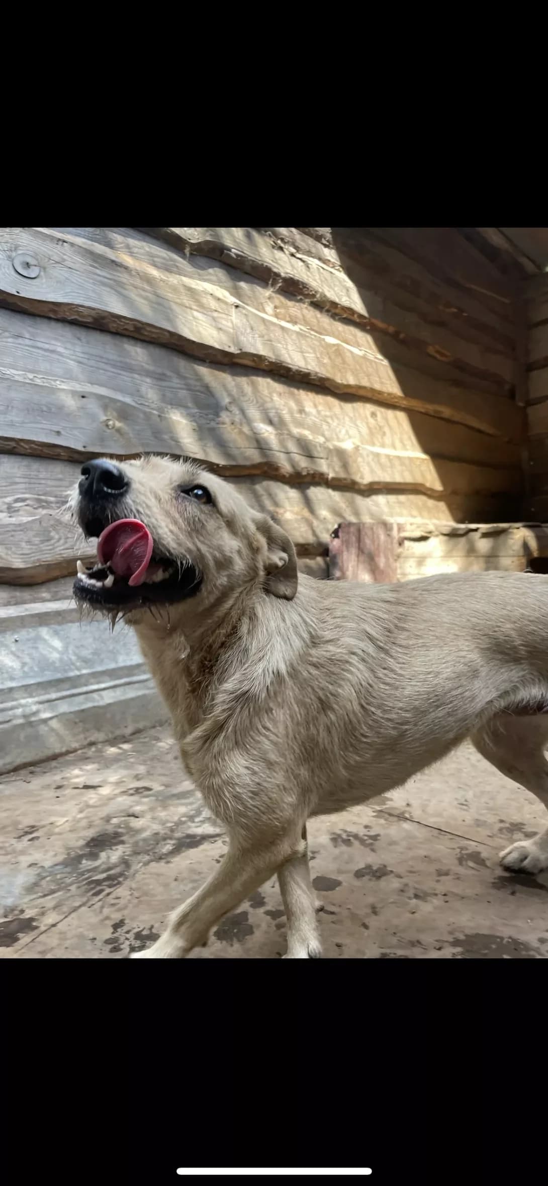 Barbara (Барбара), Mixed Breed (Happy Paw Dnipro)