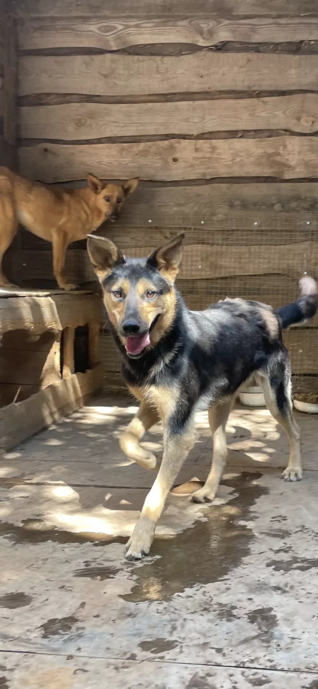 Dyuna (Дюна), Mixed Breed (Happy Paw Dnipro)