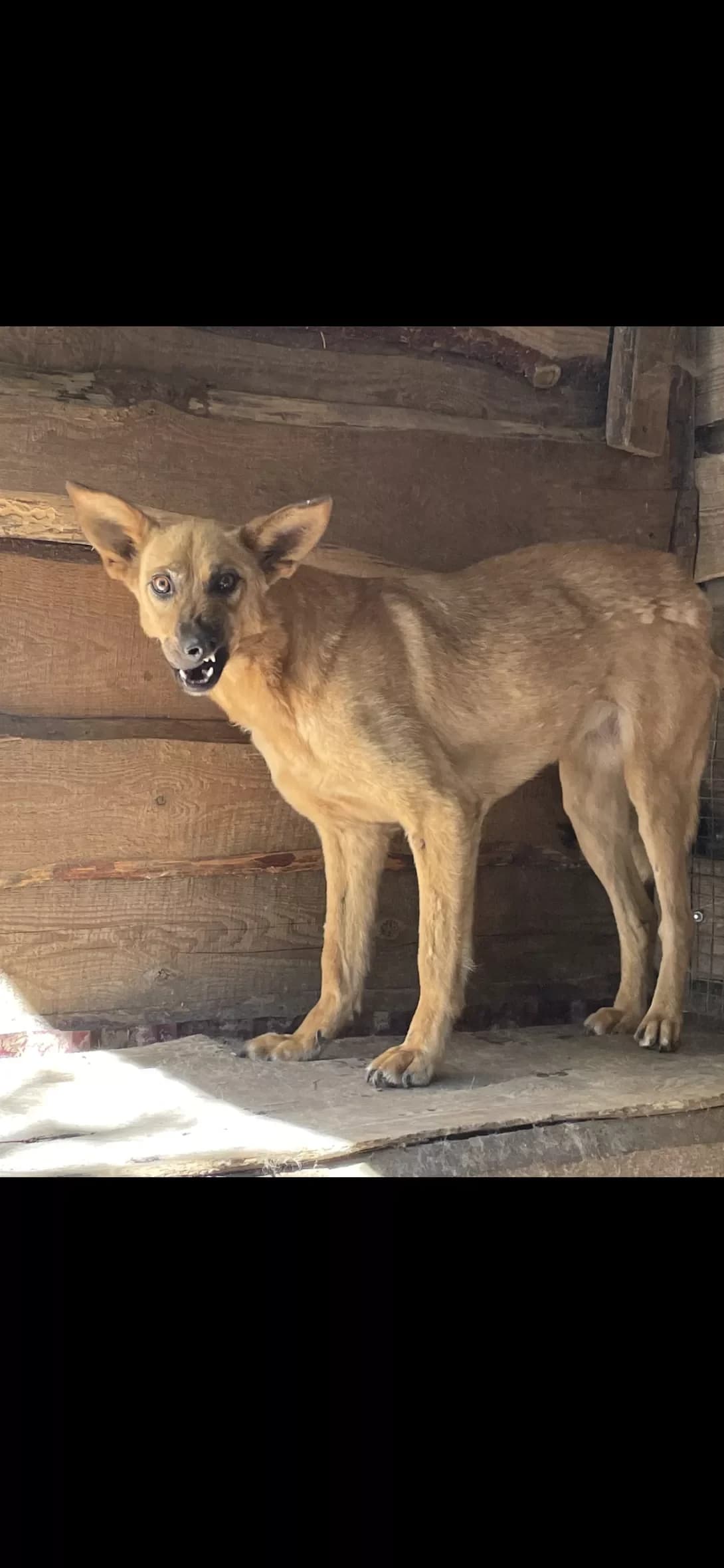 Sol (Соль), Mixed Breed (Happy Paw Dnipro)