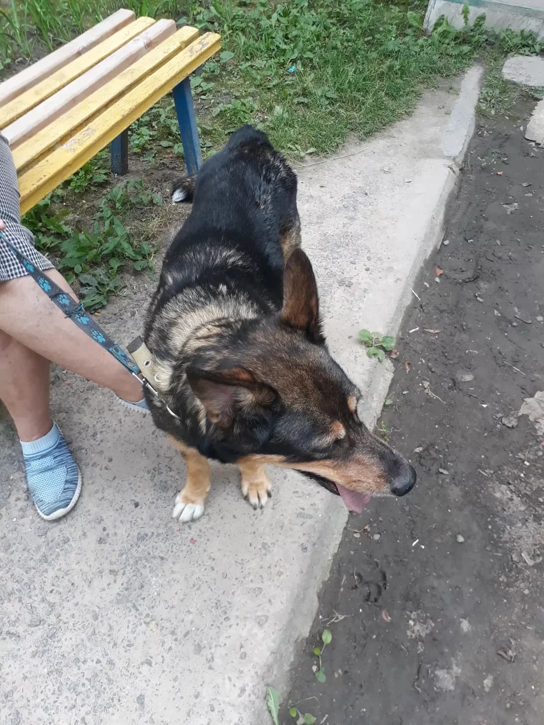 Dina (Дина), female senior Mixed Breed for adoption at Happy Paw Kharkiv