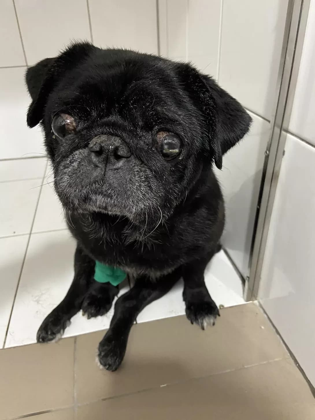 Lord (Лорд), male 3yo Mixed Breed for adoption at Happy Paw Sumy Oblast