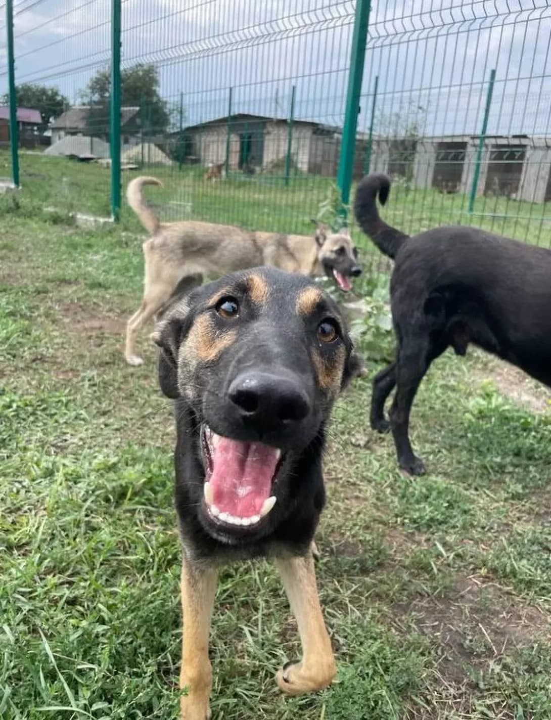 Chernish (Черниш), Mixed Breed (Happy Paw Dnipro)