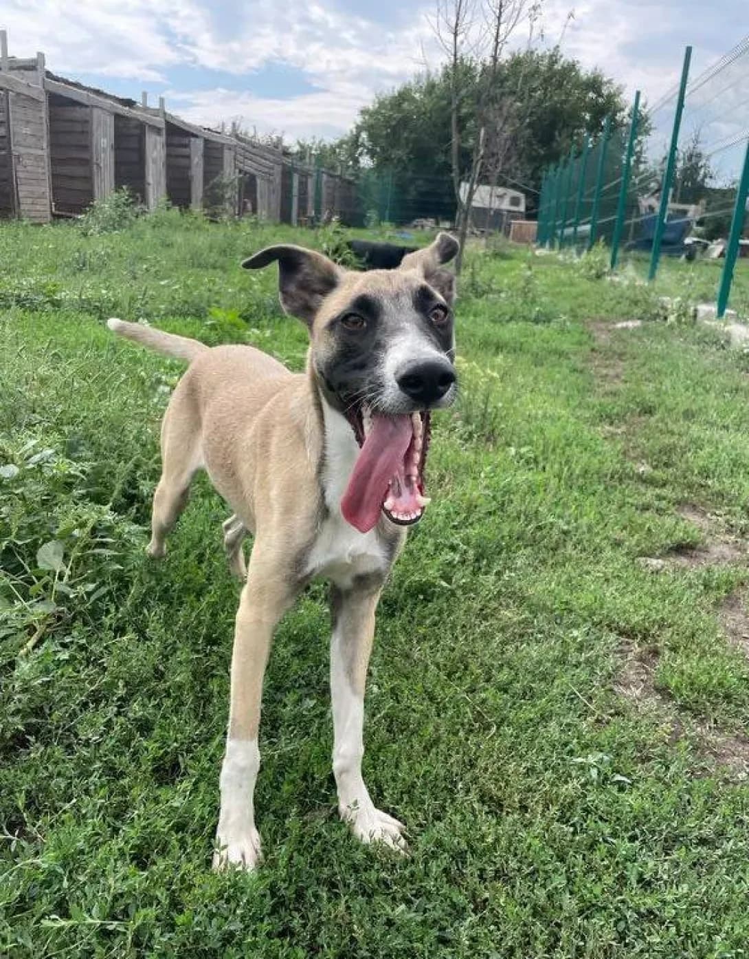 Dzhek (Джек), Mixed Breed (Happy Paw Dnipro)