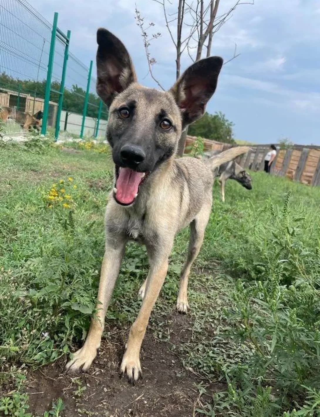 Dingo (Дінго), Mixed Breed (Happy Paw Dnipro)