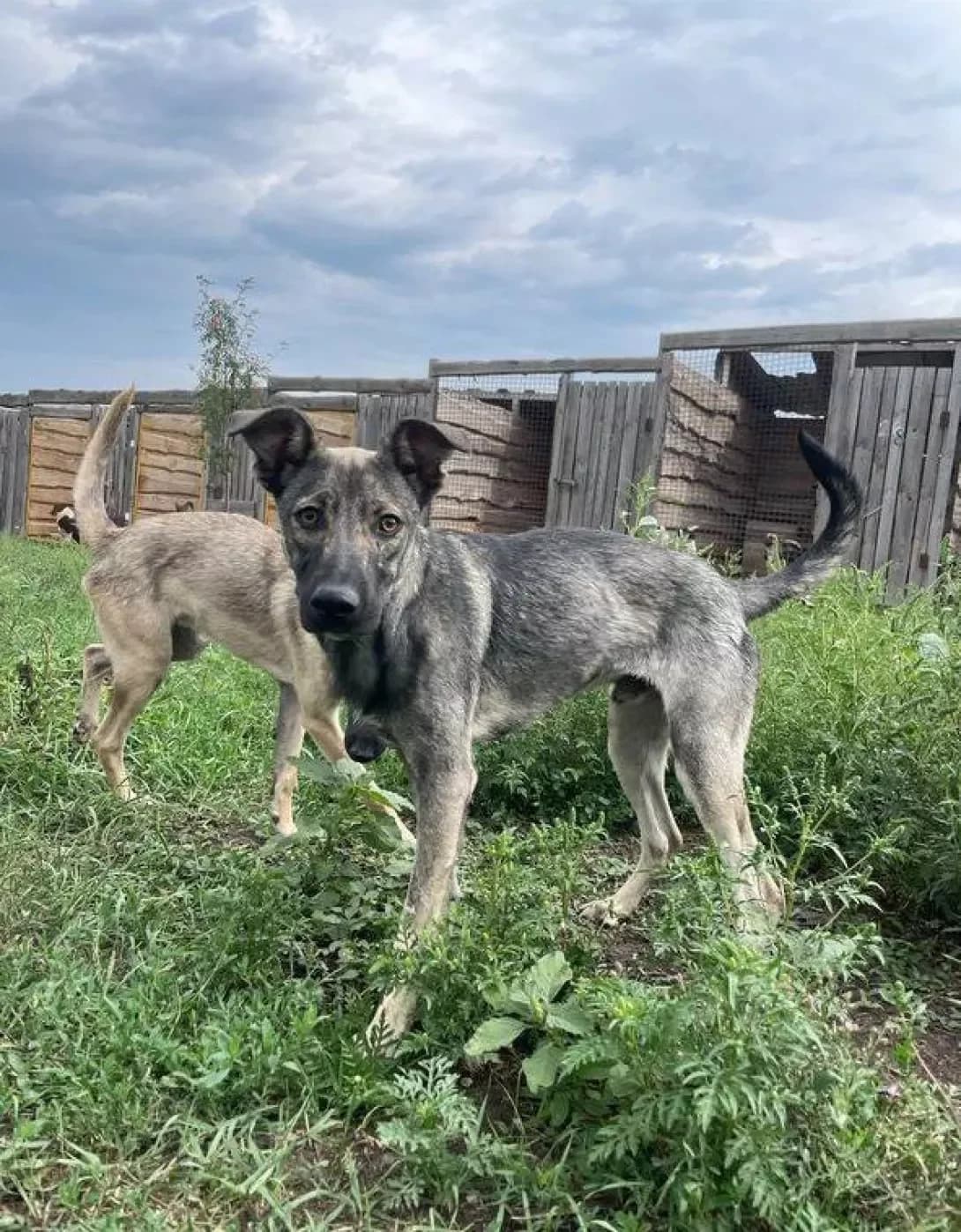 Dik (Дік), Mixed Breed (Happy Paw Dnipro)