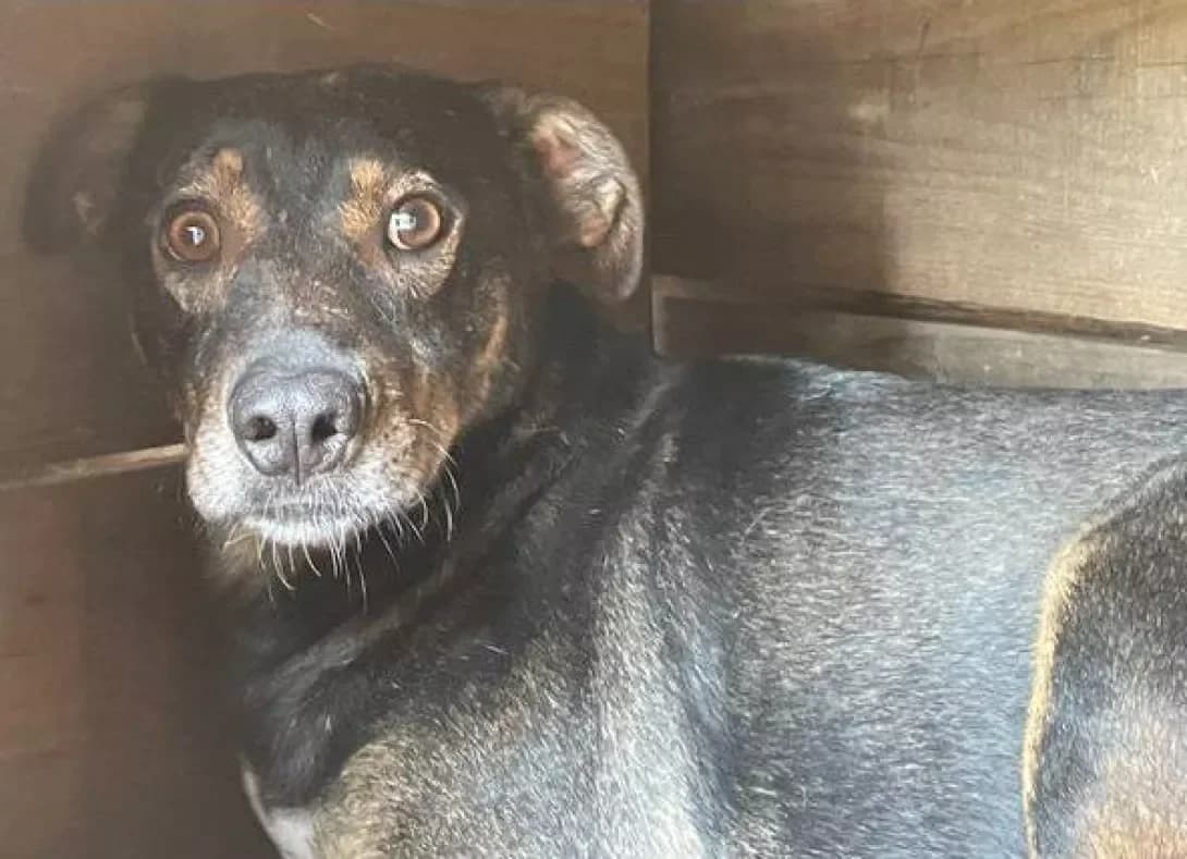 Garri (Гаррі), Mixed Breed (Happy Paw Dnipro)