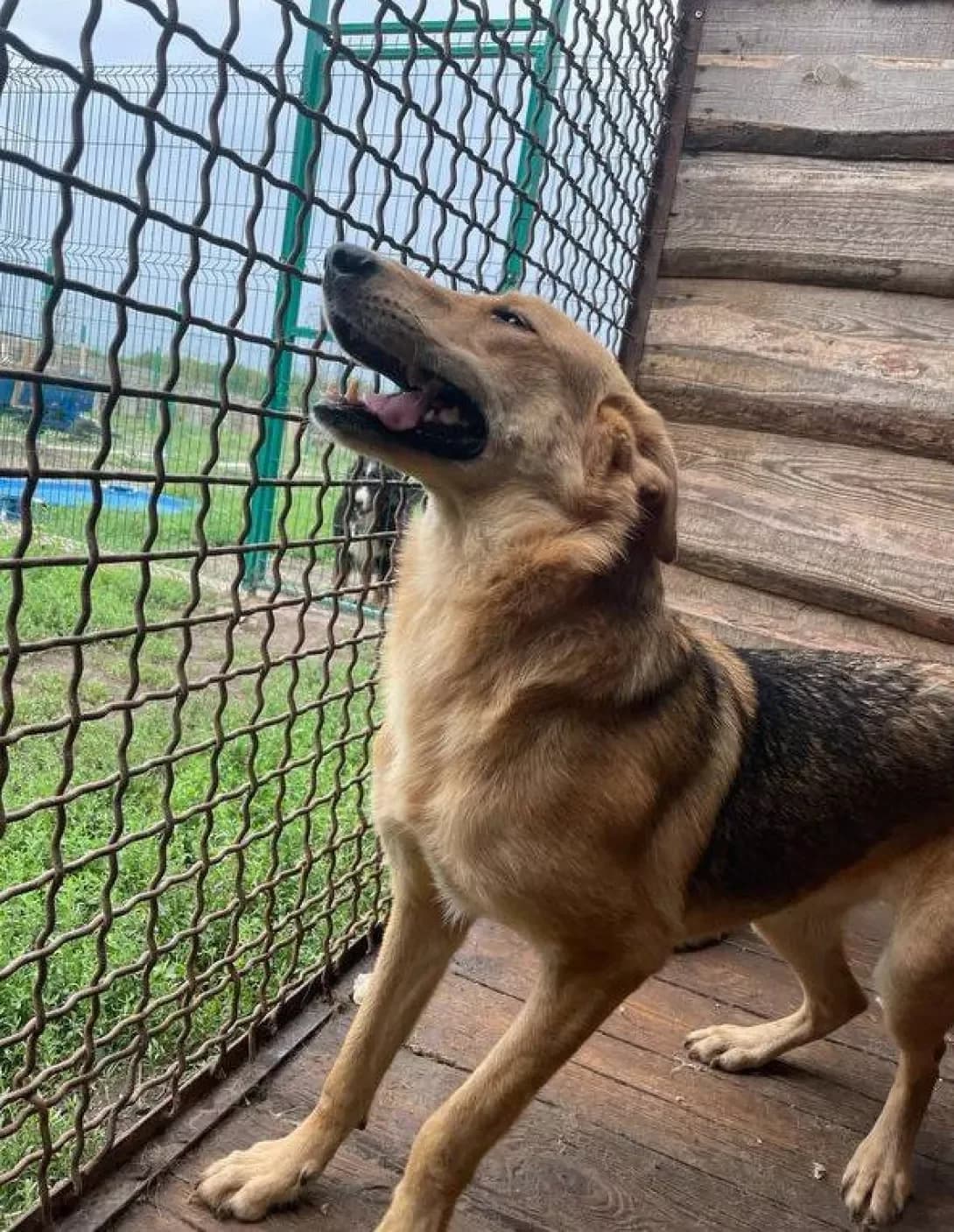Kashtanka (Каштанка), Mixed Breed (Happy Paw Dnipro)