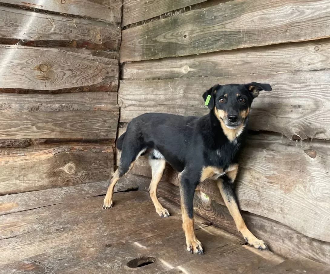 Reks (Рекс), Mixed Breed (Happy Paw Dnipro)
