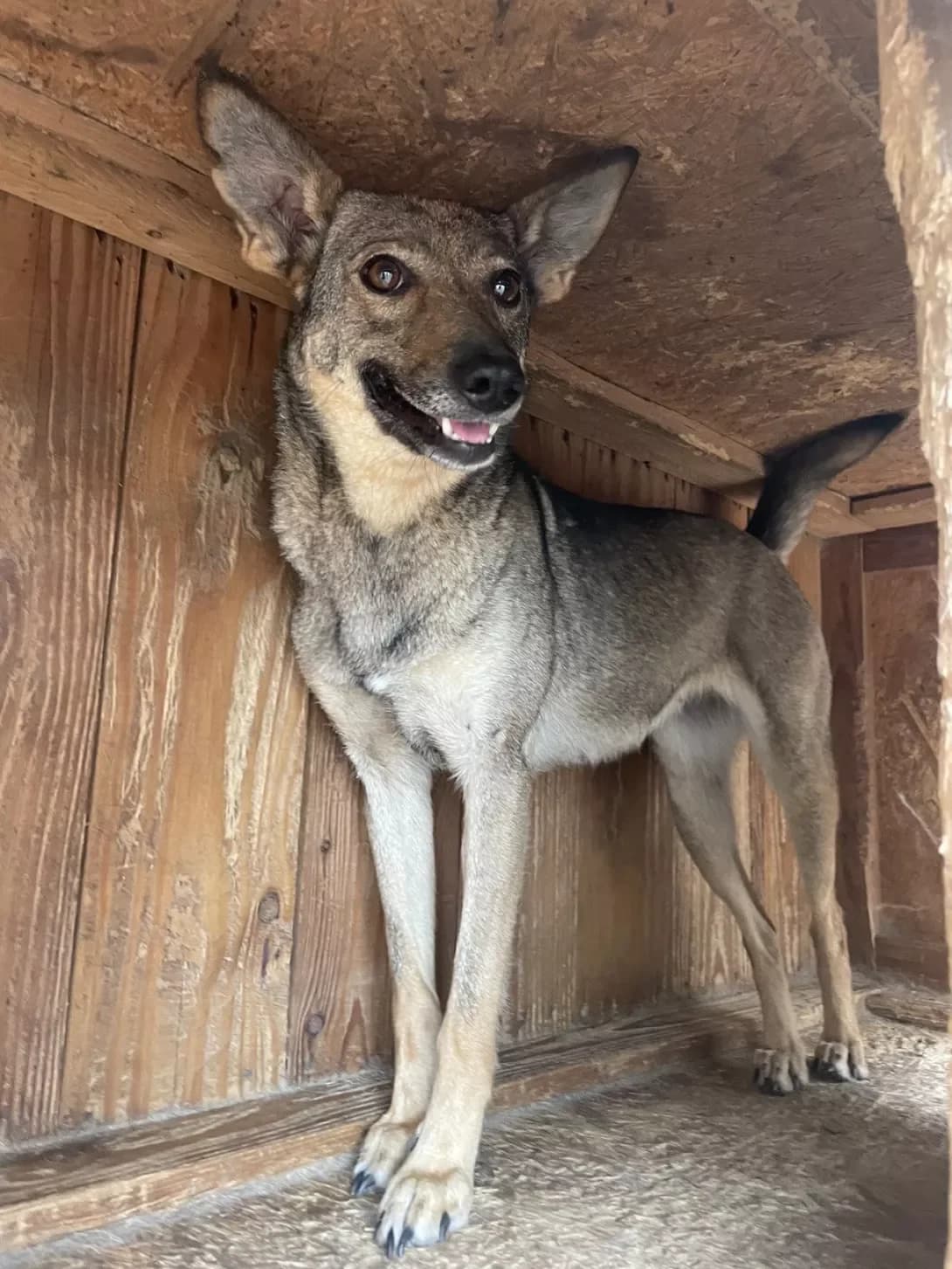Mushka (Мушка), Mixed Breed (Happy Paw Dnipro)