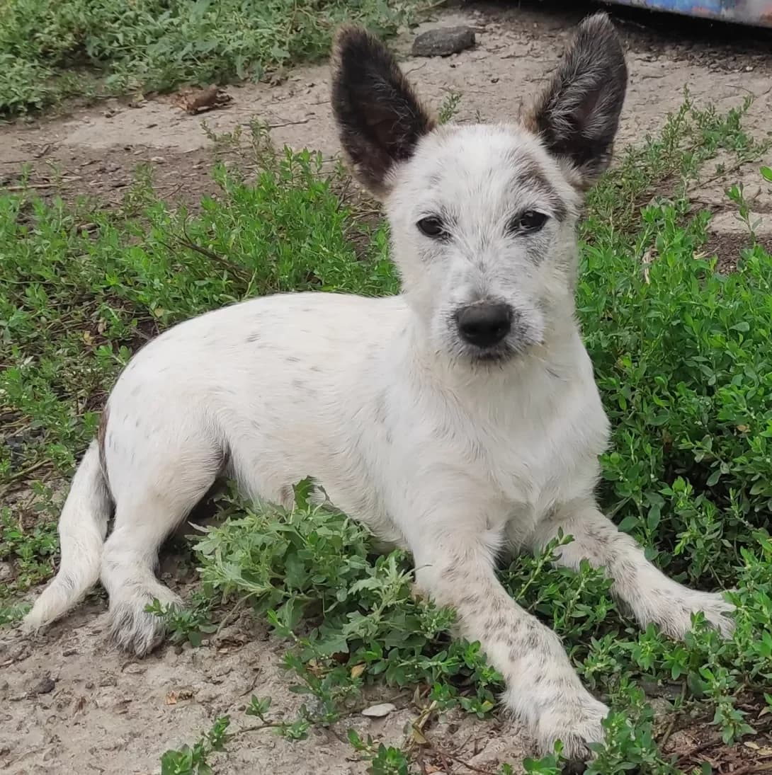 Zirochka (Зірочка), Mixed Breed (Happy Paw Kyiv Oblast)
