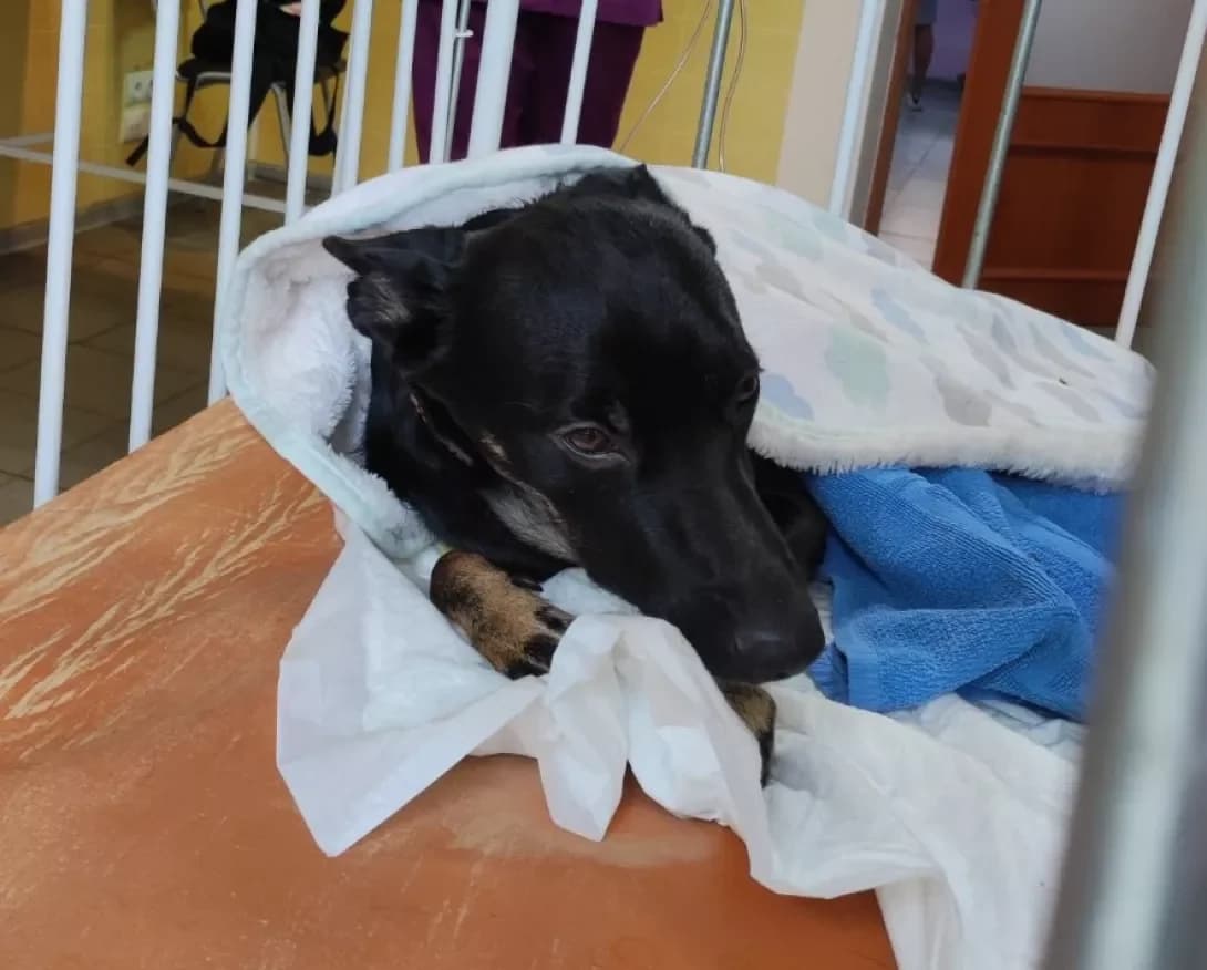 Richi (Річі), male 4yo Mixed Breed for adoption at Happy Paw Zaporizhzhia