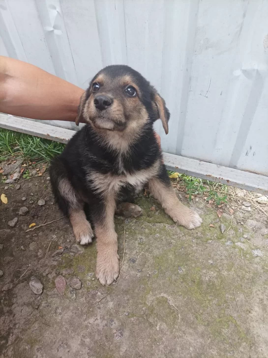 Yuzik (Юзик), Mixed Breed (Happy Paw Kyiv Oblast)