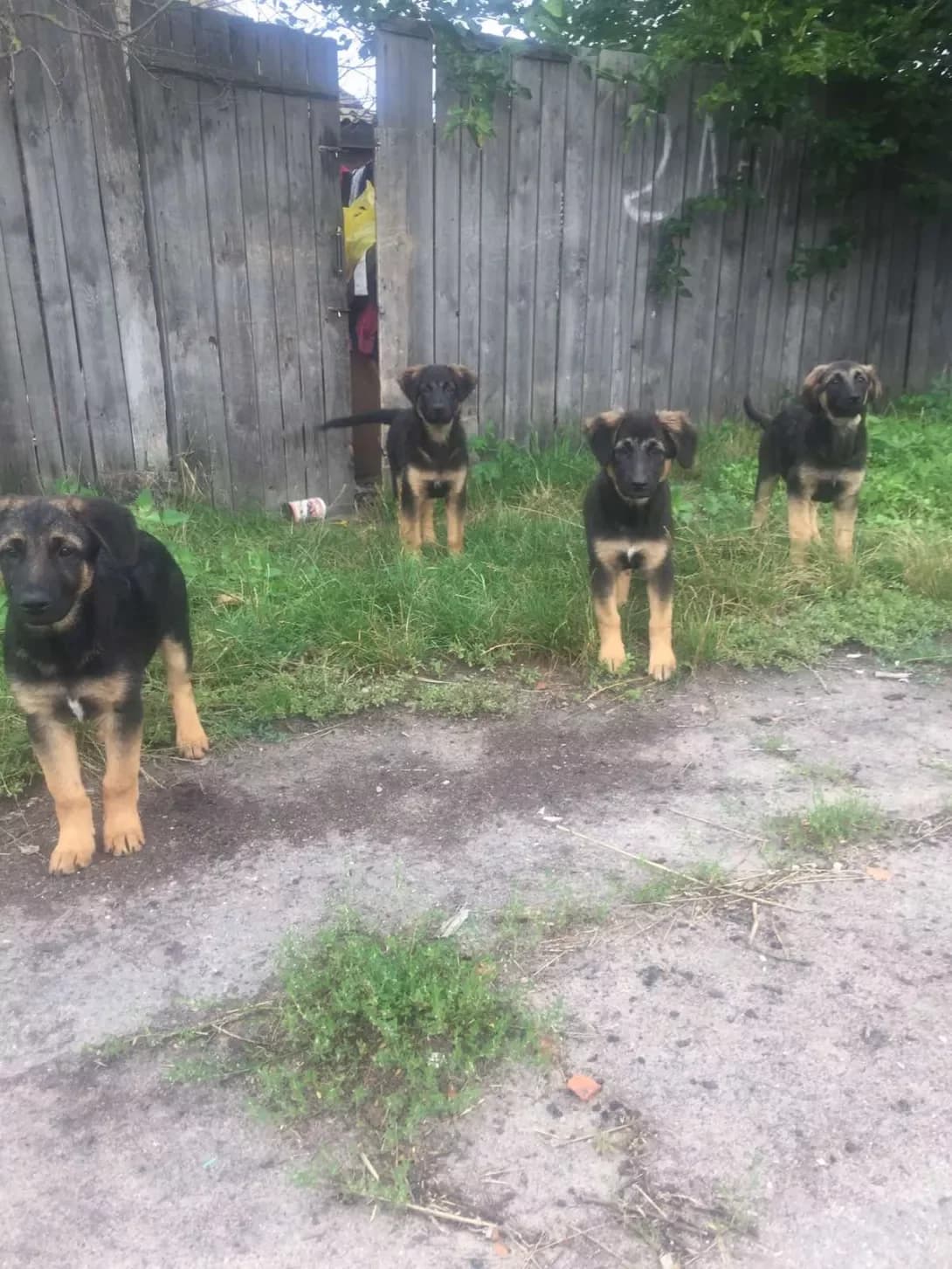 Tsutsenyata (Цуценята), Mixed Breed (Happy Paw Kyiv Oblast)