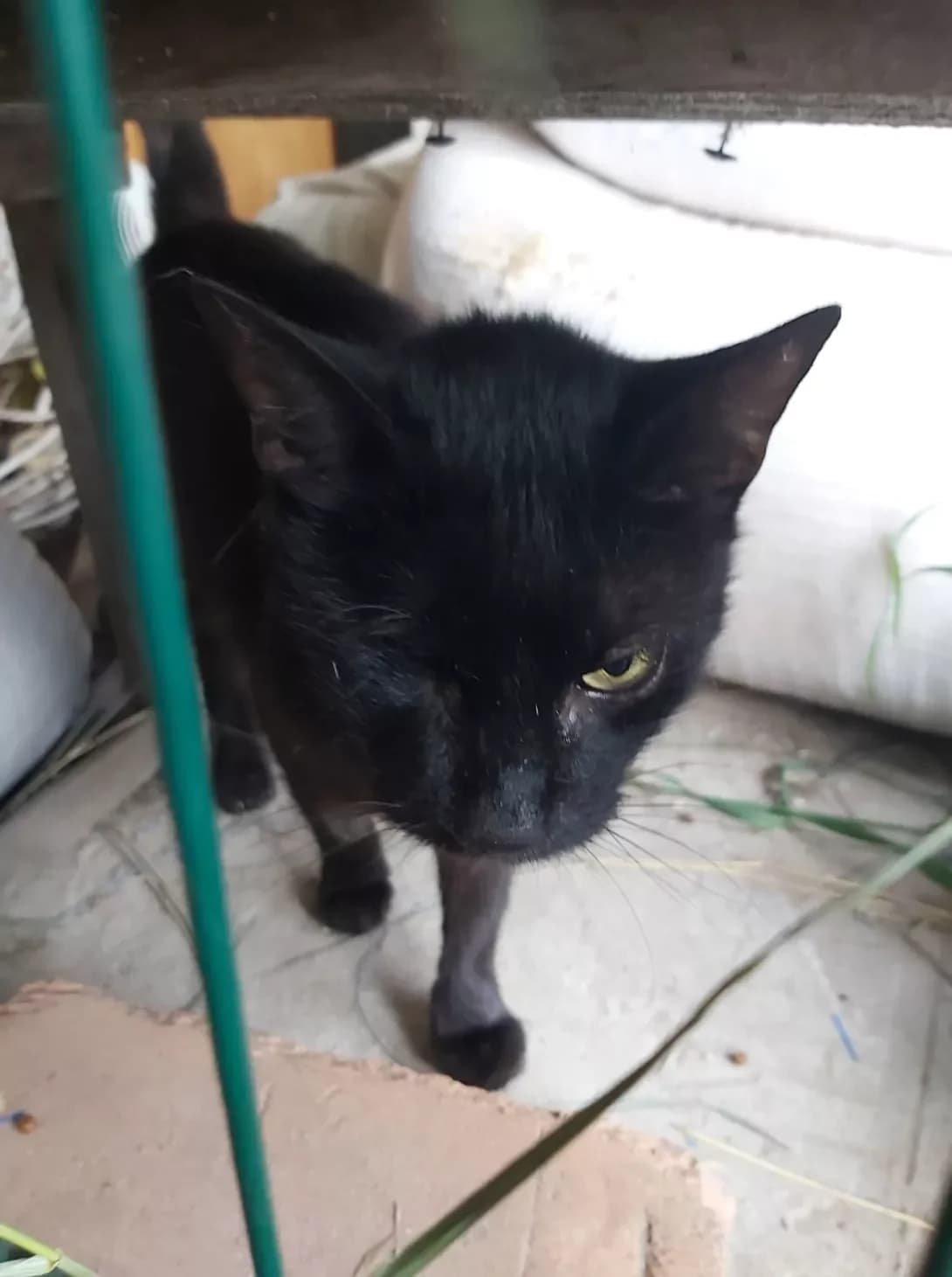 Kuzya (Кузя), male senior Mixed Breed for adoption at Happy Paw Kyiv Oblast
