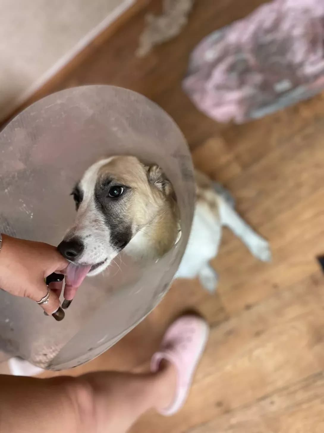 Elis (Эліс), Mixed Breed (Happy Paw Dnipro)