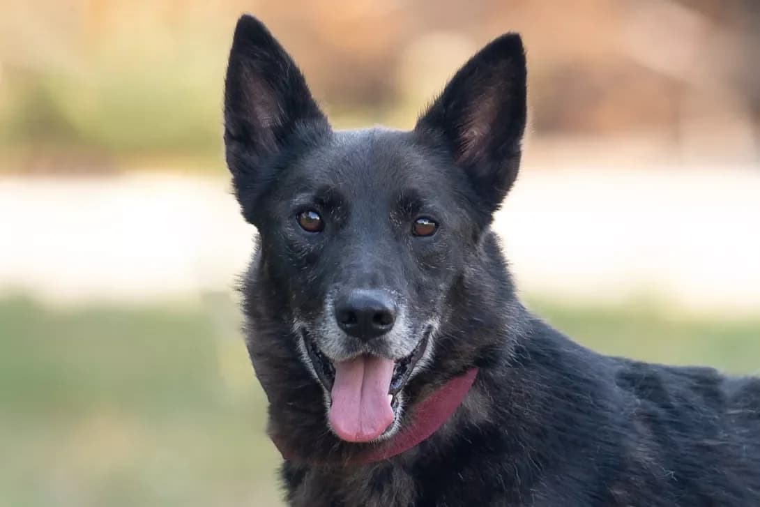 Badi (Баді), Mixed Breed (Happy Paw Kyiv Oblast)