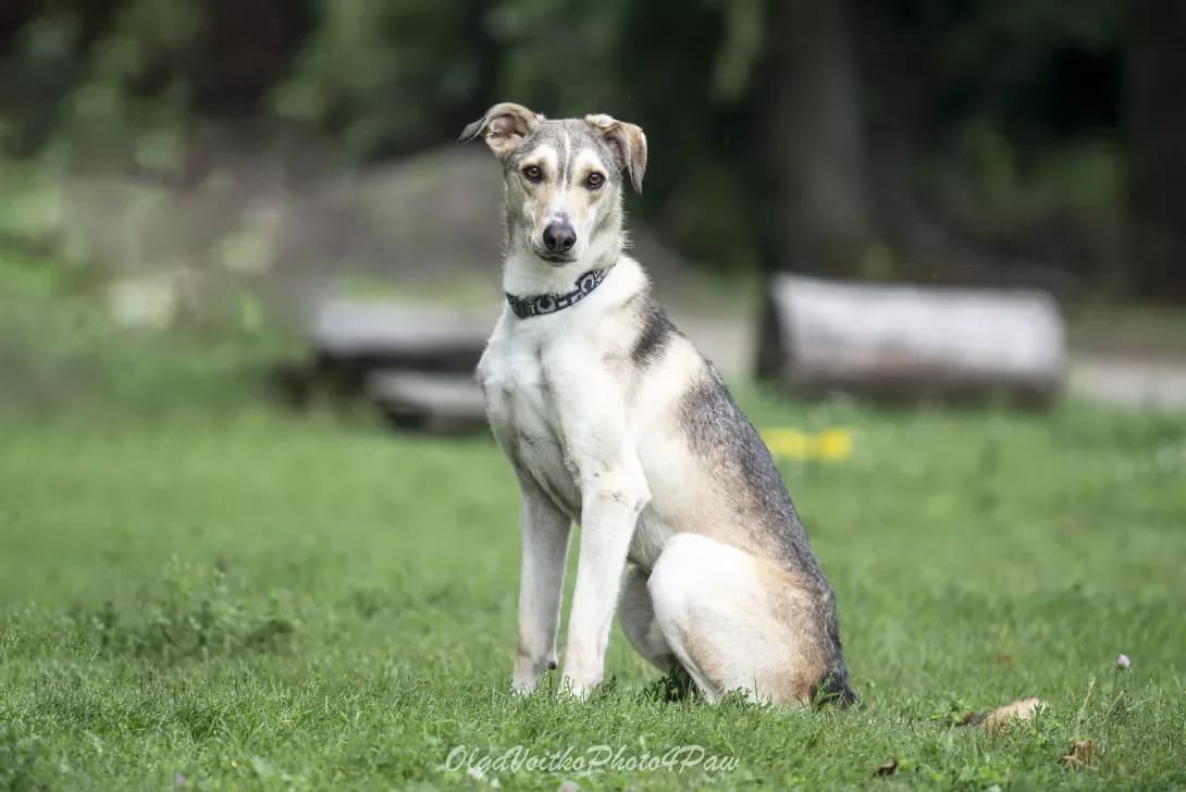 Din (Дін), Mixed Breed (Happy Paw Kyiv Oblast)