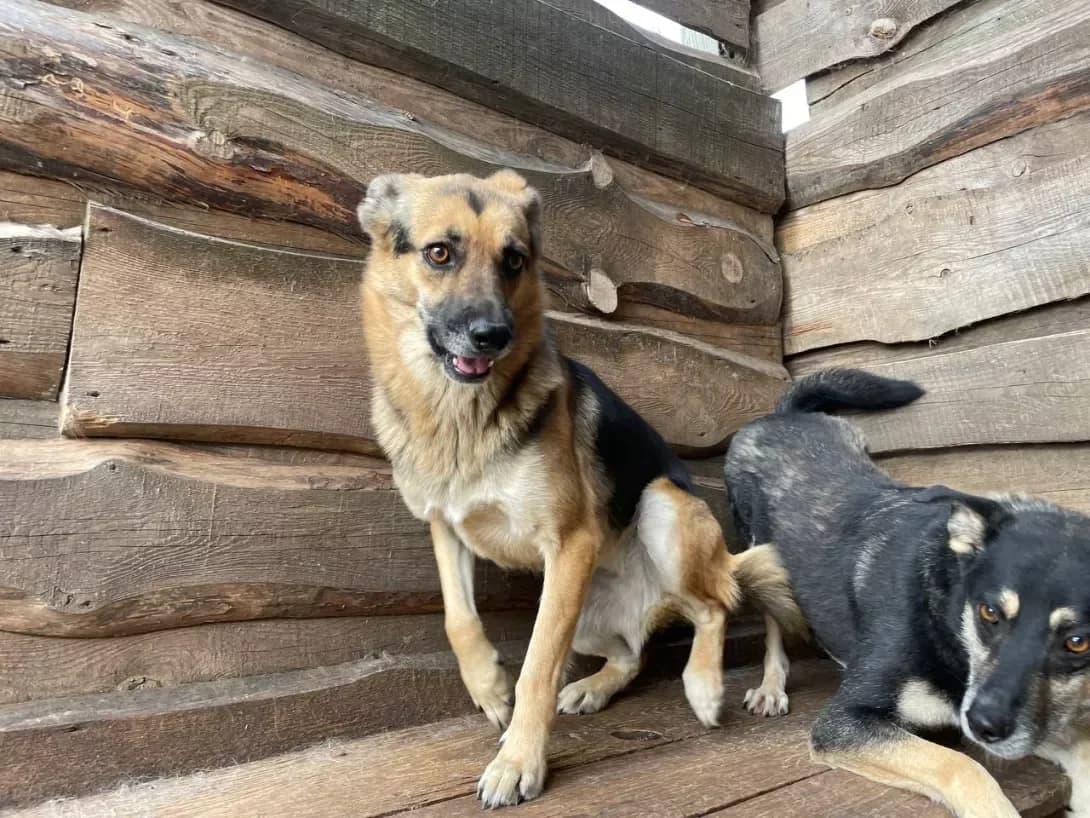 Dzhes (Джес), Mixed Breed (Happy Paw Dnipro)