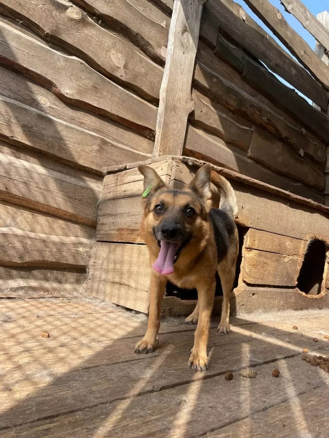 Lesya (Леся), Mixed Breed (Happy Paw Dnipro)