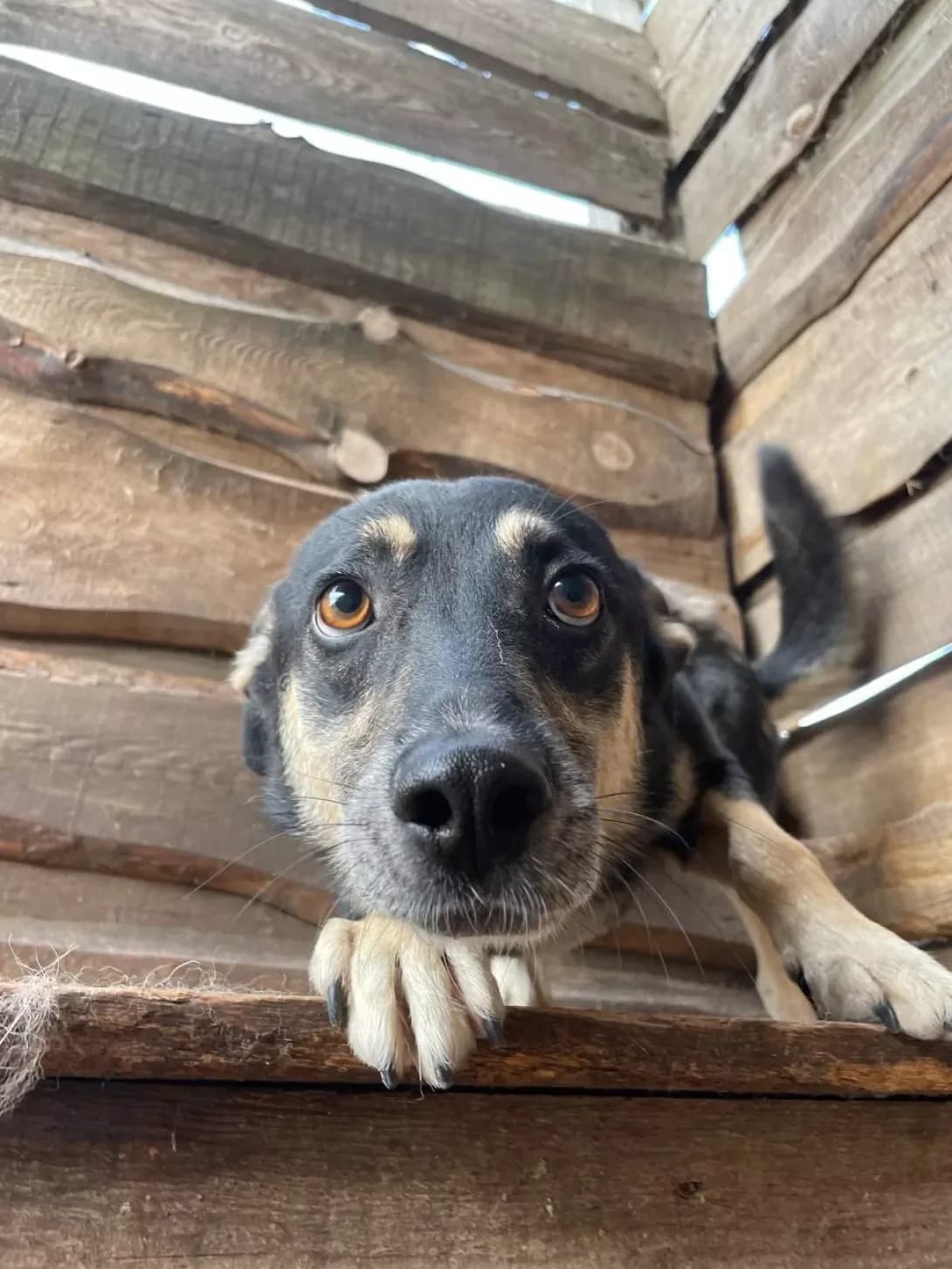 Batt (Батт), male senior Mixed Breed for adoption at Happy Paw Dnipro