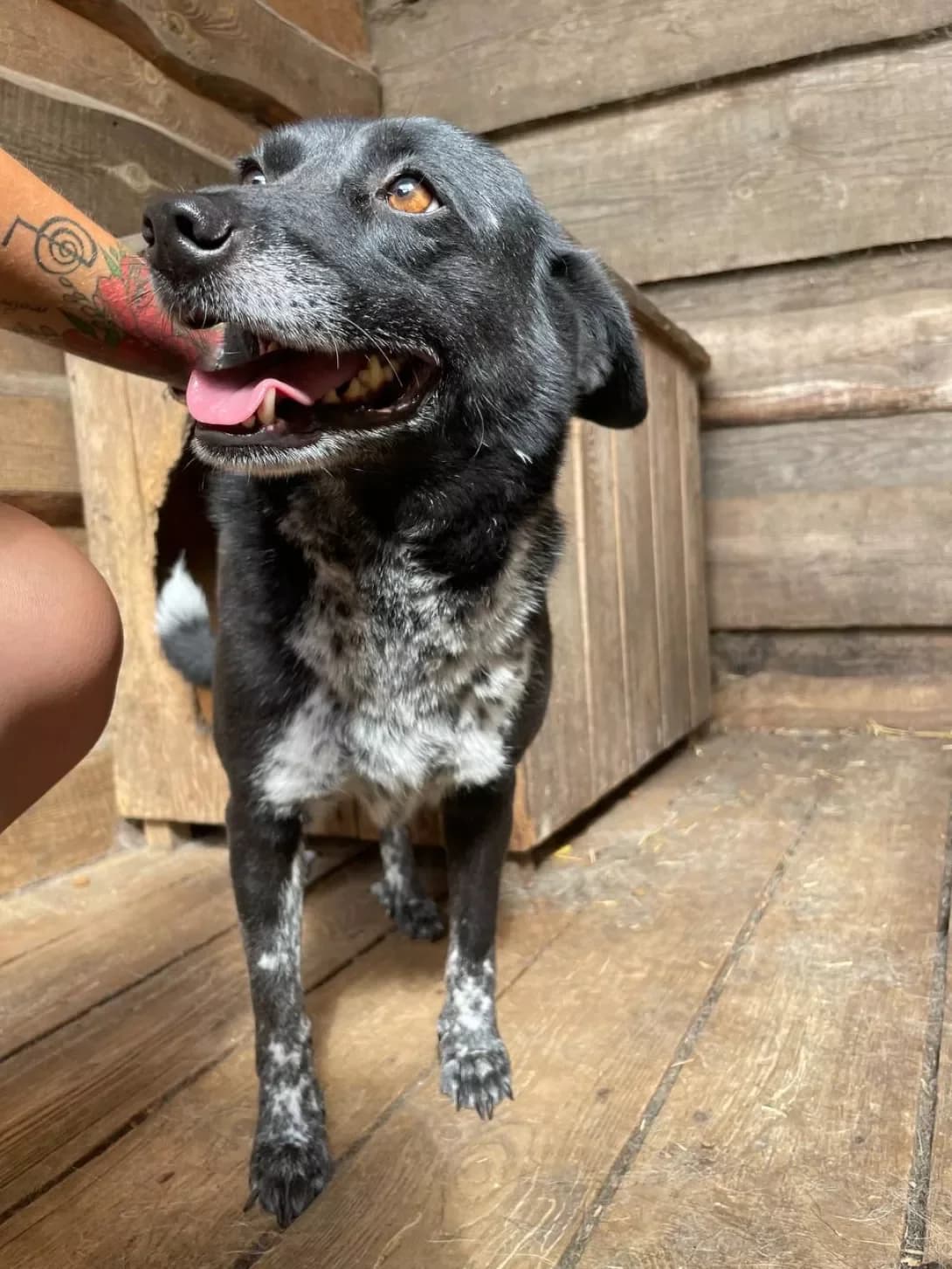 Dashunya (Дашуня), female senior Mixed Breed for adoption at Happy Paw Dnipro
