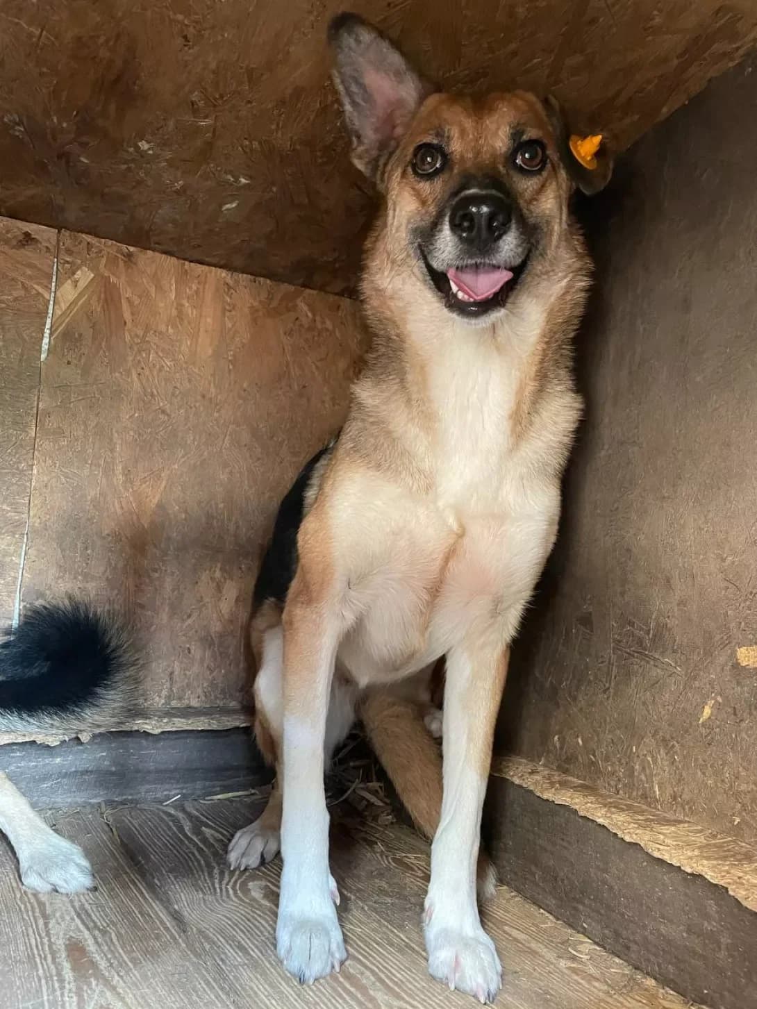 Rita (Рита), Mixed Breed (Happy Paw Dnipro)
