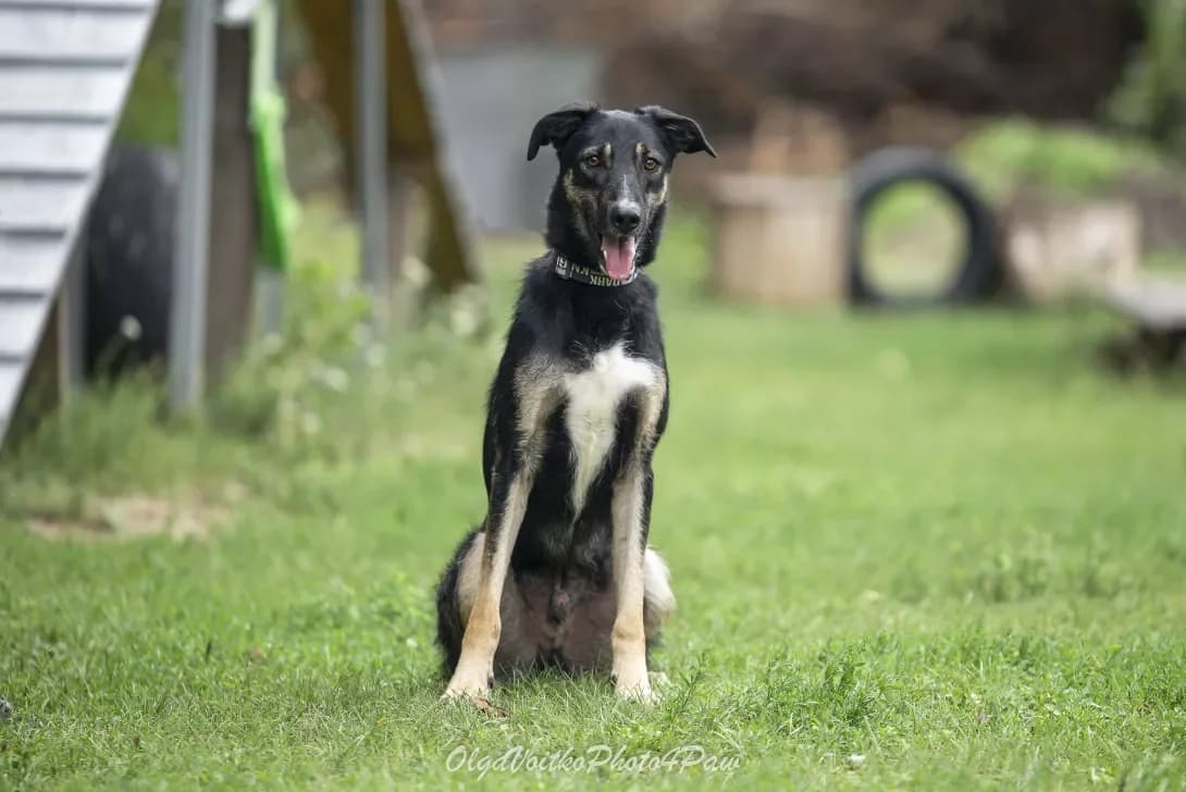 Dasti (Дасті), Mixed Breed (Happy Paw Kyiv Oblast)