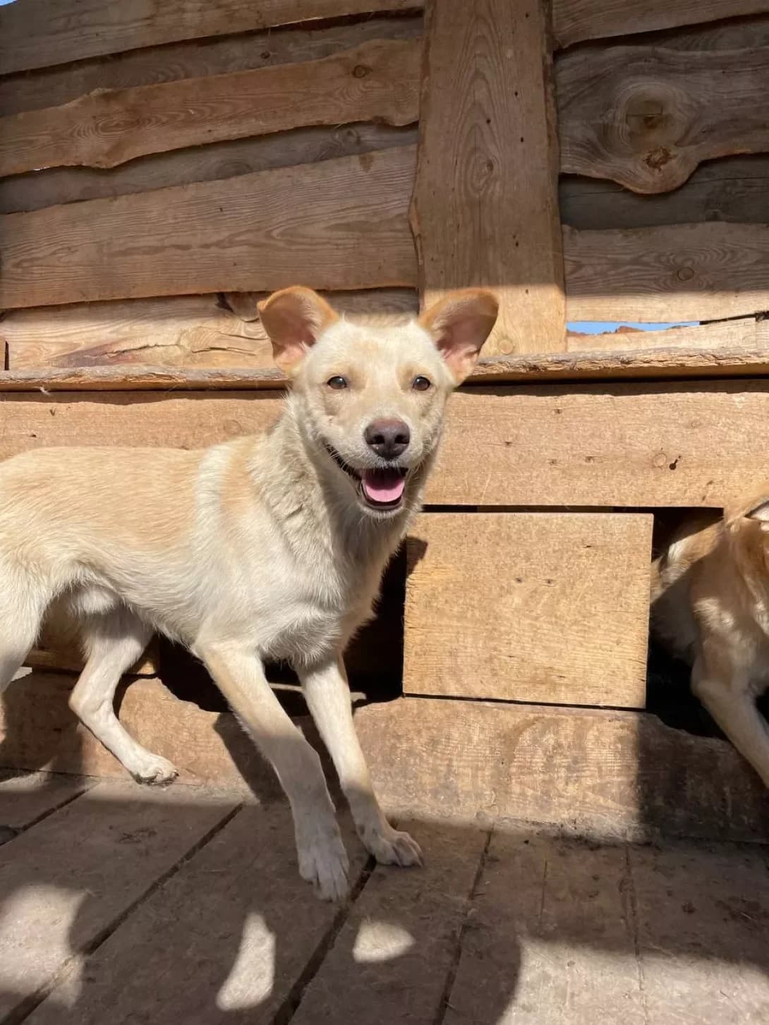 Agbar (Агбар), Mixed Breed (Happy Paw Dnipro)