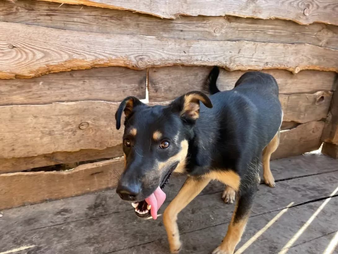 Zheka (Жека), Mixed Breed (Happy Paw Dnipro)