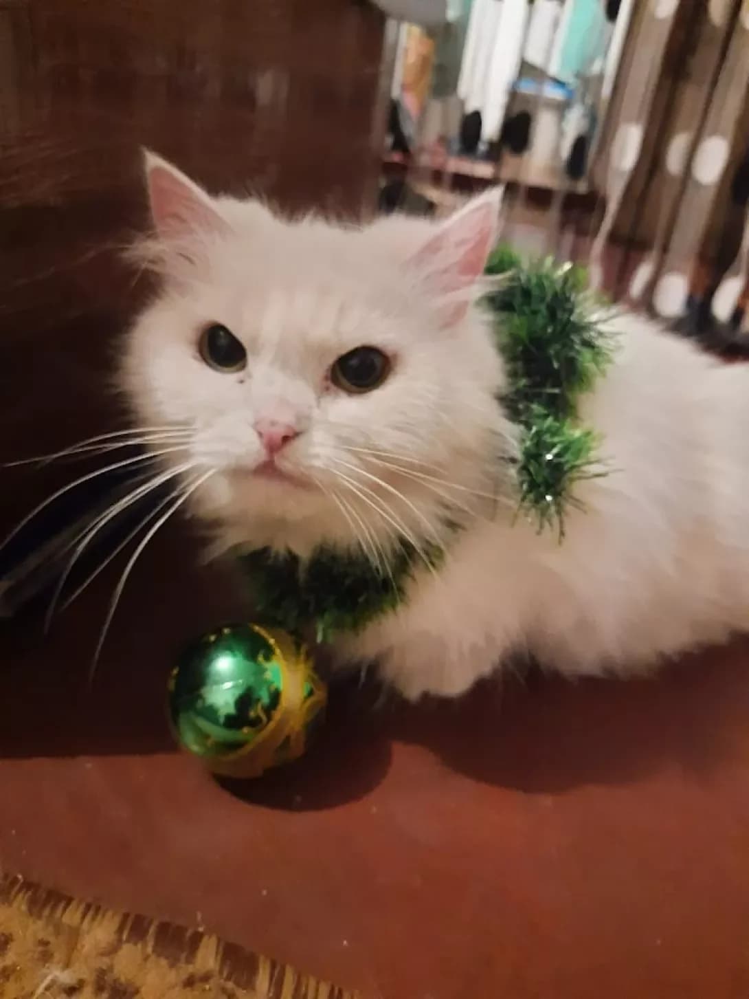 Musya (Муся), female senior Mixed Breed for adoption at Happy Paw Vinnytsia Oblast