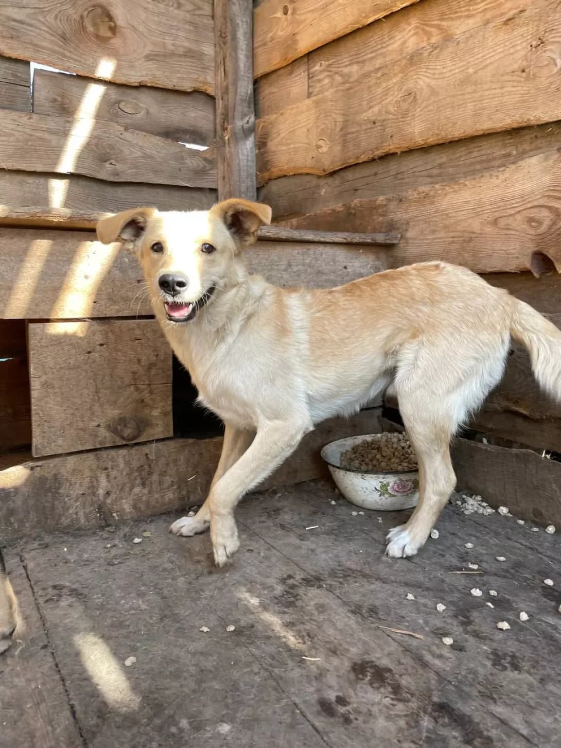 Bela (Бела), female 5yo Mixed Breed for adoption at Happy Paw Dnipro