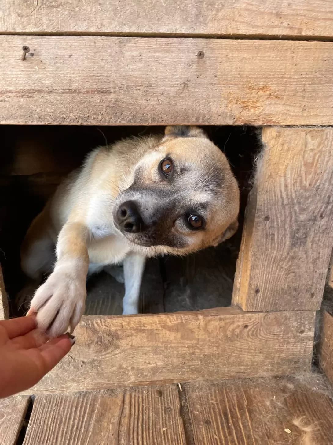Tobik (Тобік), Mixed Breed (Happy Paw Kyiv Oblast)