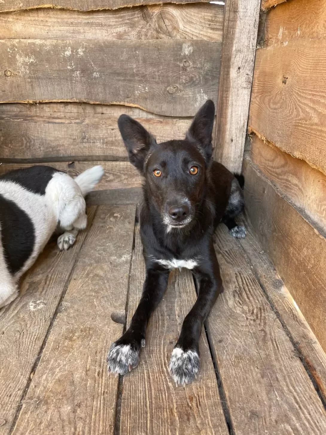 Greta (Грета), female 6yo Mixed Breed for adoption at Happy Paw Dnipro
