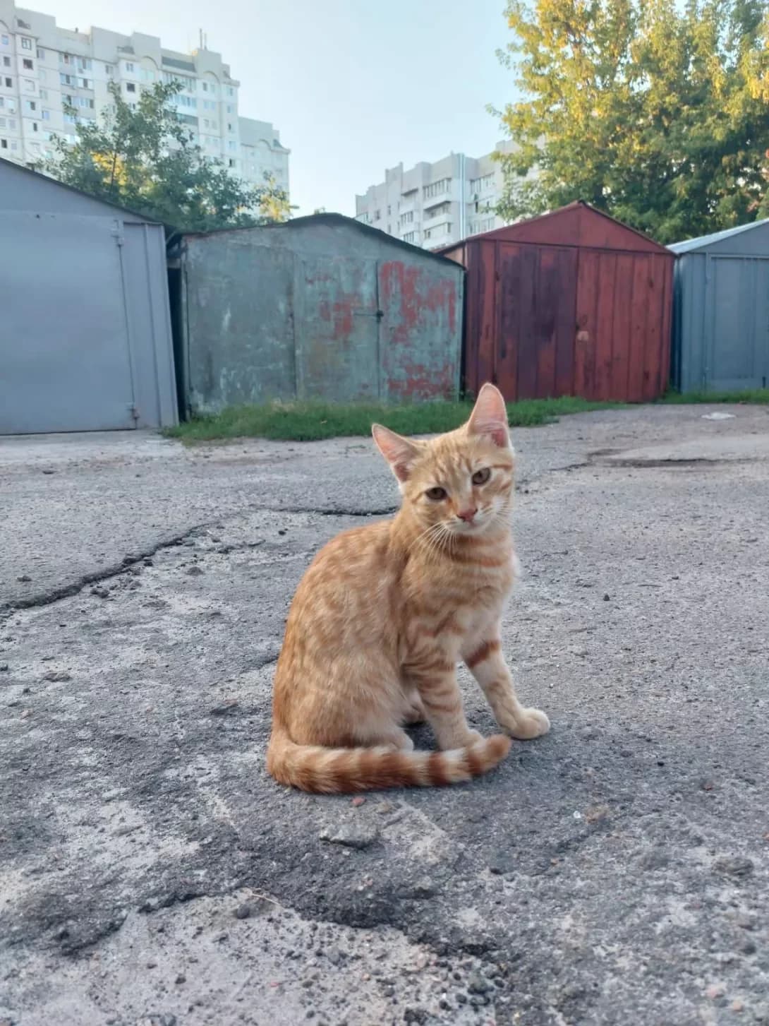 Kotiki pidlitki i mama (Котики підлітки і мама), female 4yo Mixed Breed for adoption at Happy Paw Cherkasy Oblast
