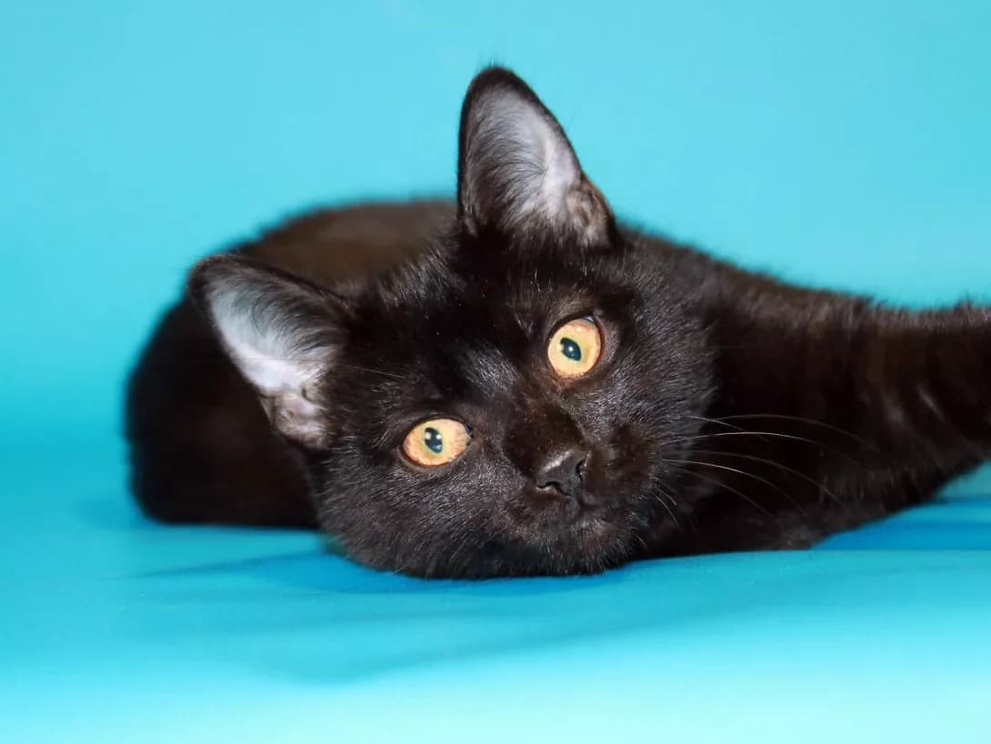 Keniya (Кенія), female 3yo Scottish Fold for adoption at Happy Paw Kyiv