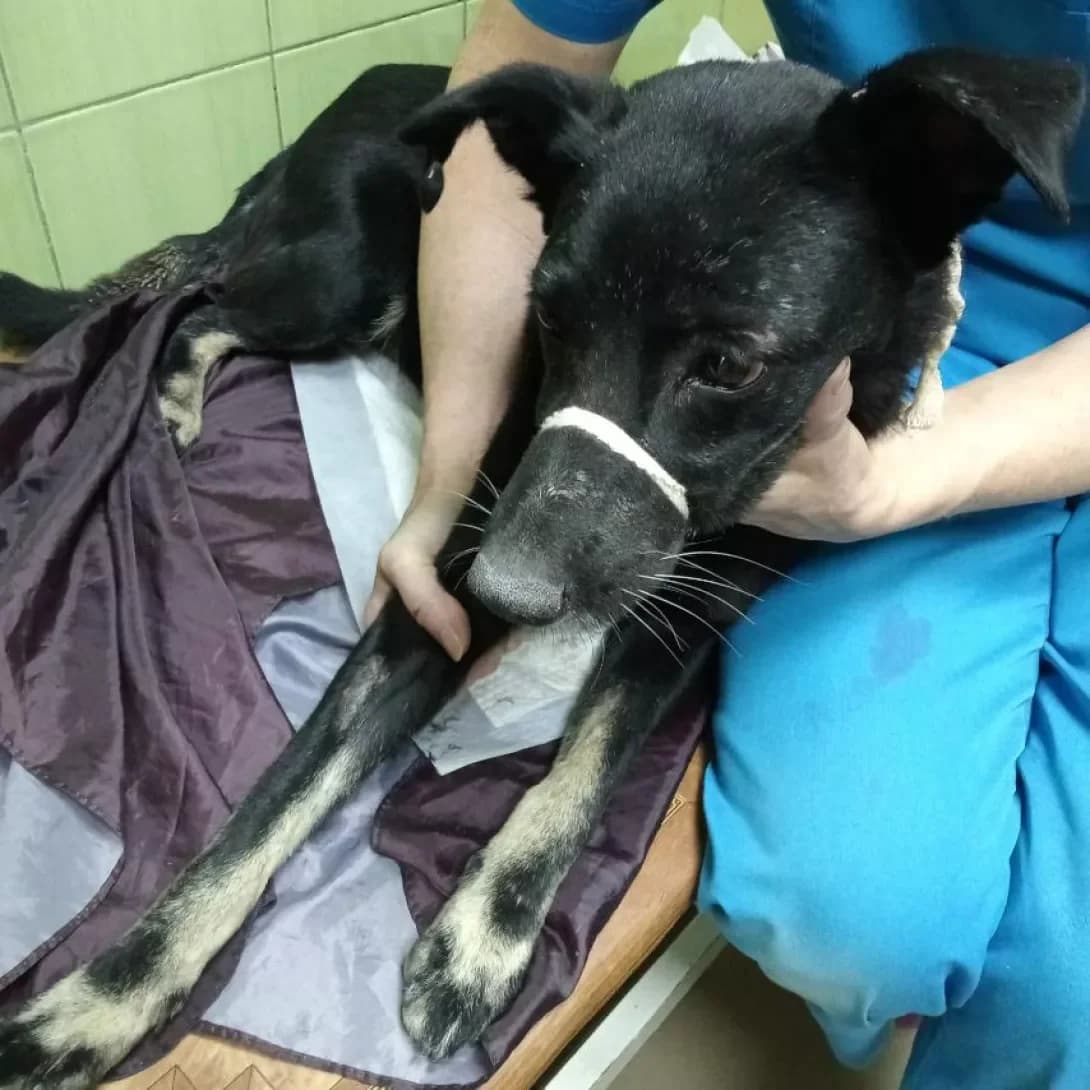 Nichka (Нічка), female 5yo Mixed Breed for adoption at Happy Paw Zaporizhzhia