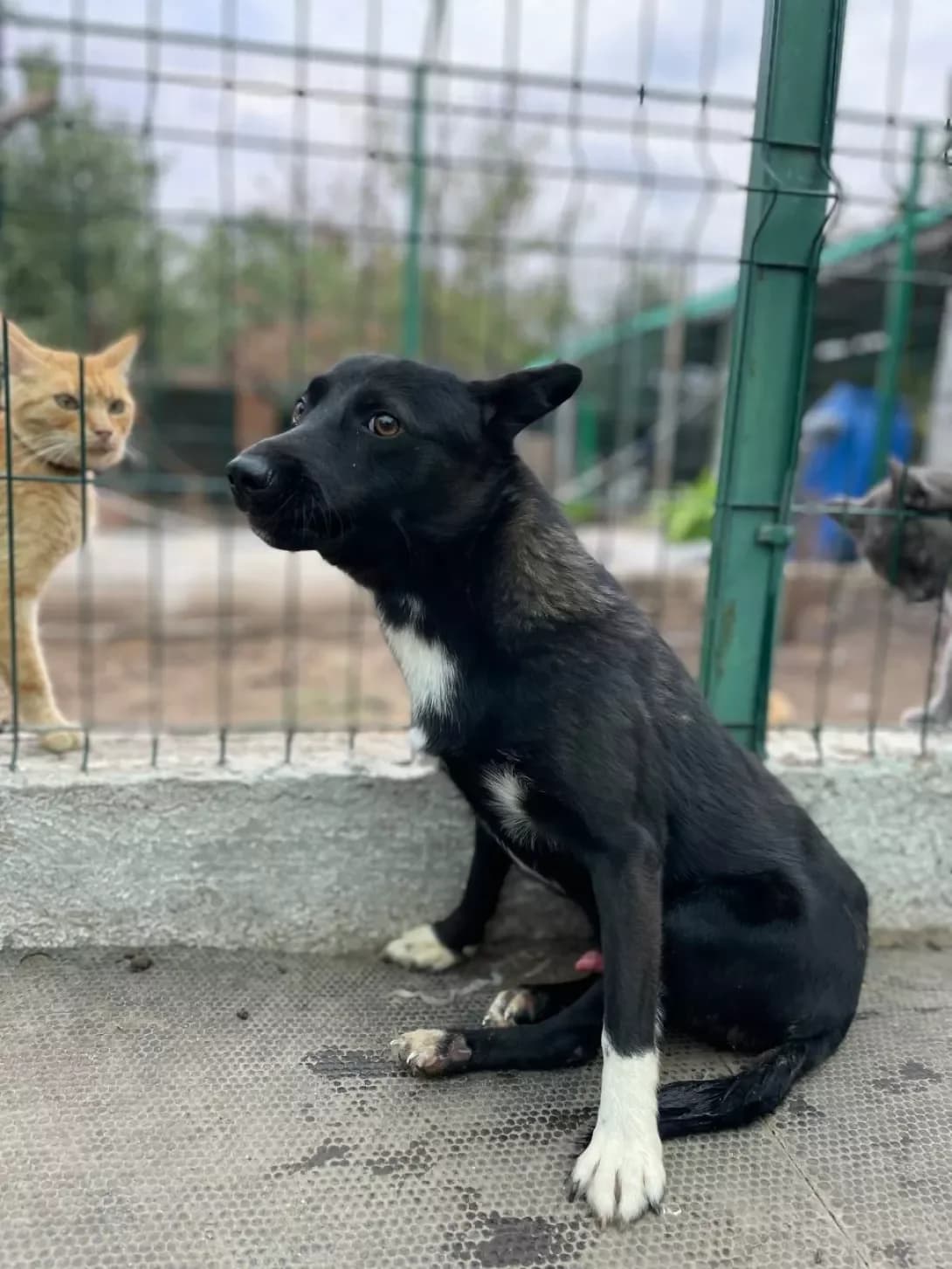 Vitya (Вітя), Mixed Breed (Happy Paw Dnipro)