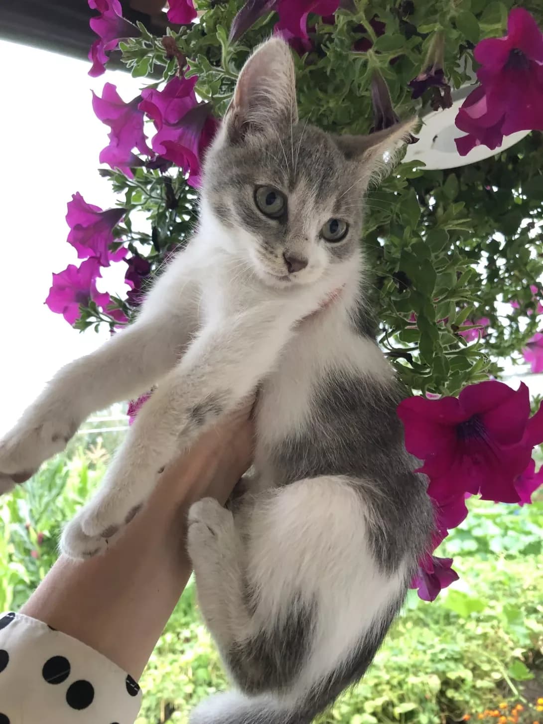 Murchik (Мурчик), female 3yo Mixed Breed for adoption at Happy Paw Ivano-Frankivsk Oblast