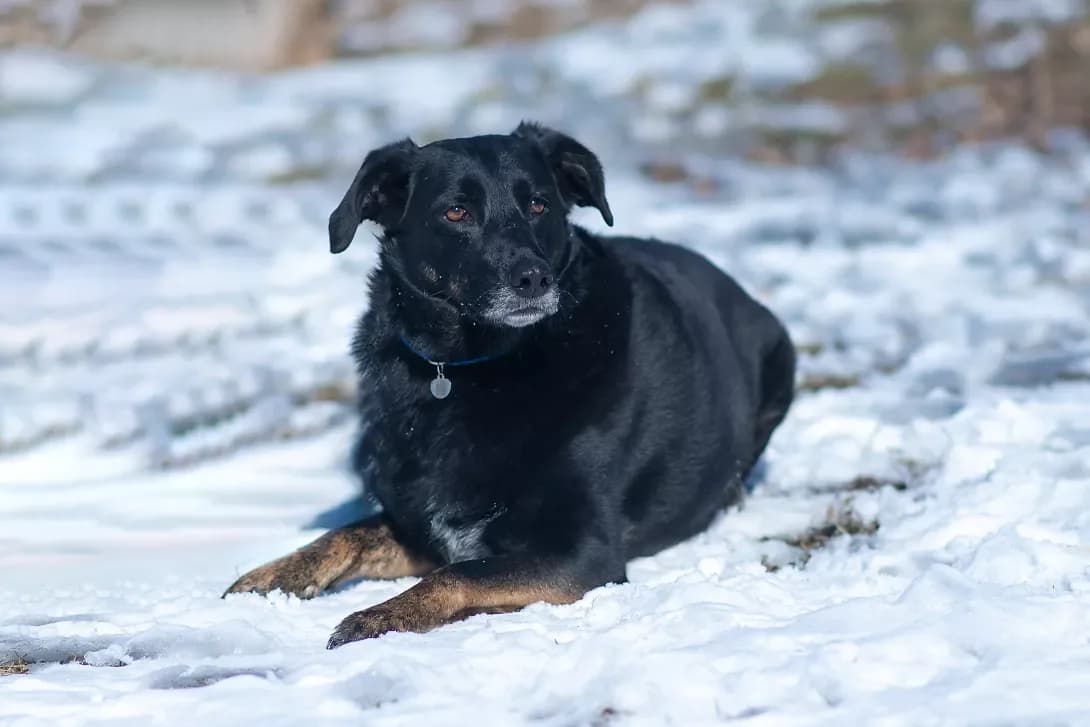 Tsezar (Цезар), Mixed Breed (Happy Paw Kyiv Oblast)