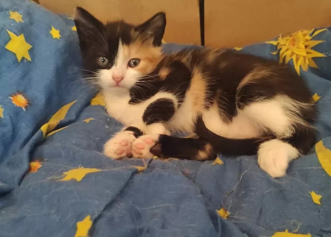 Milka (Милка), female 3yo Mixed Breed for adoption at Happy Paw Zaporizhzhia