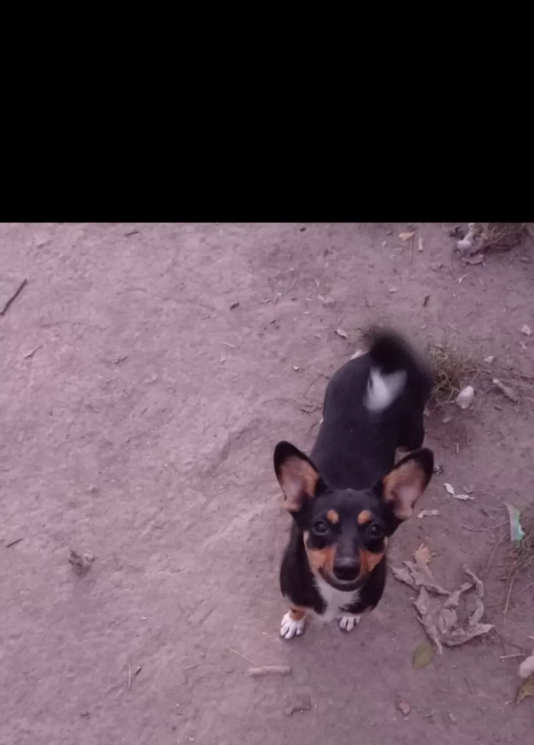 Rozi (Рози), female 6yo Mixed Breed for adoption at Happy Paw Zaporizhzhia