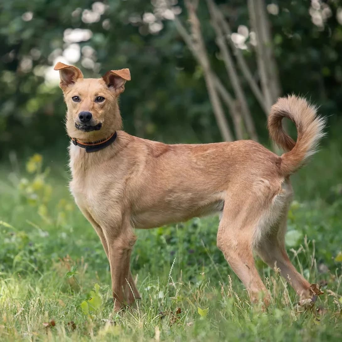 Fisher (Фішер), Mixed Breed (Happy Paw Kyiv Oblast)