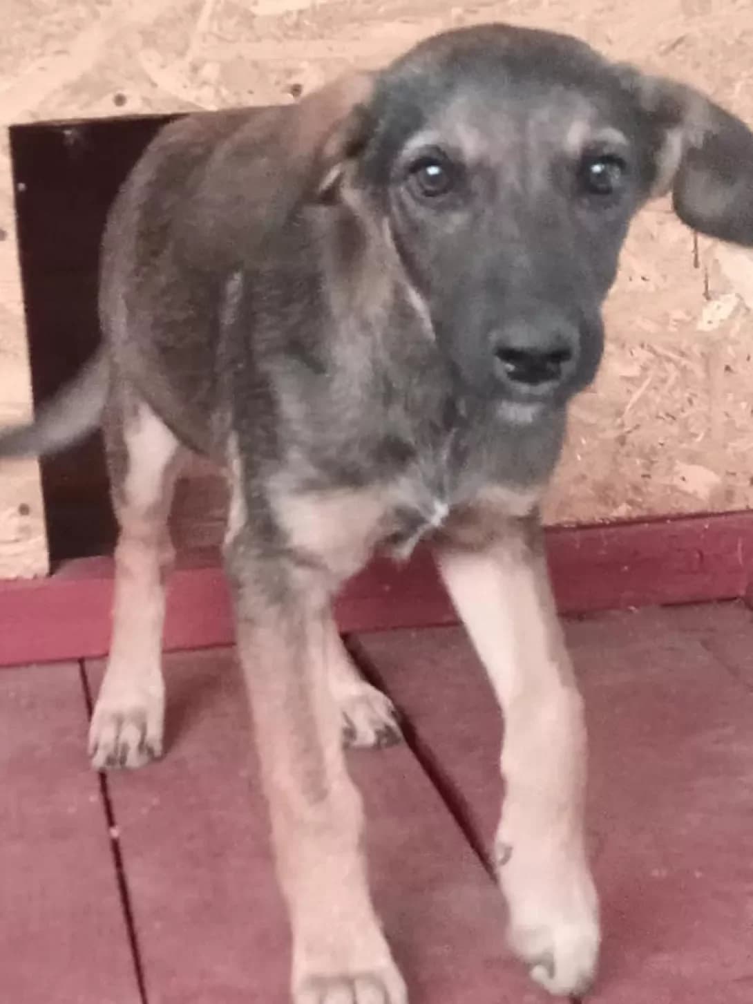 poki bez klichki (поки без клички), female 4yo Mixed Breed for adoption at Happy Paw Dnipro