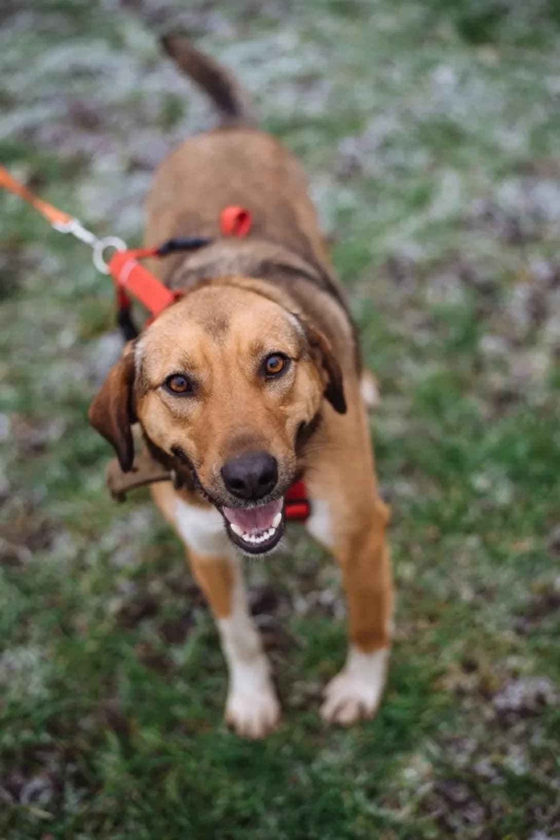 Dzhessika (Джессіка), female 4yo Mixed Breed for adoption at Happy Paw Kyiv Oblast