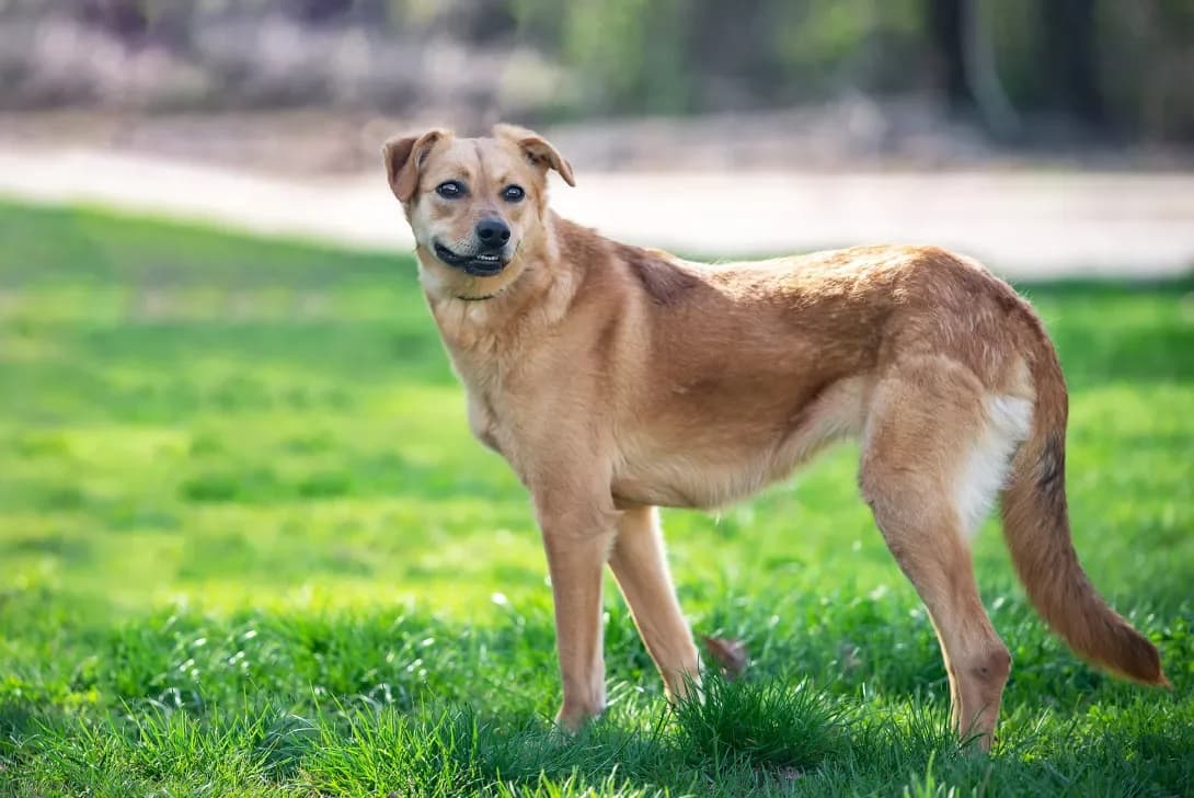 Feya (Фея), Mixed Breed (Happy Paw Kyiv Oblast)