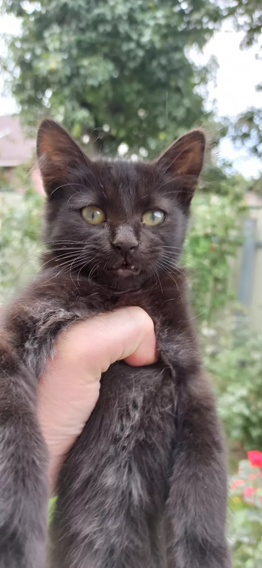 Meyson (Мейсон), male 3yo Mixed Breed for adoption at Happy Paw Kyiv Oblast