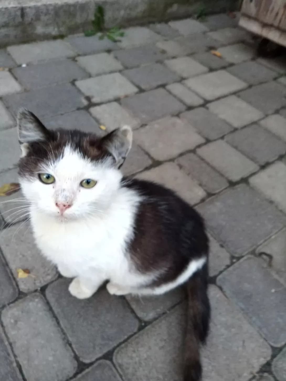 Goratsio (Горацио), male 3yo Mixed Breed for adoption at Happy Paw Kyiv Oblast