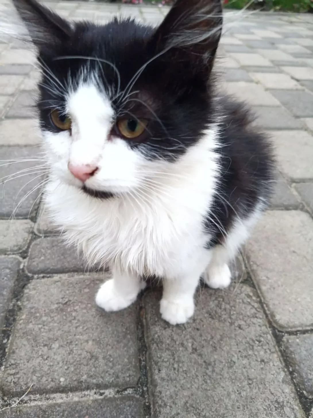 Krasunya (Красуня), female 3yo Mixed Breed for adoption at Happy Paw Kyiv Oblast