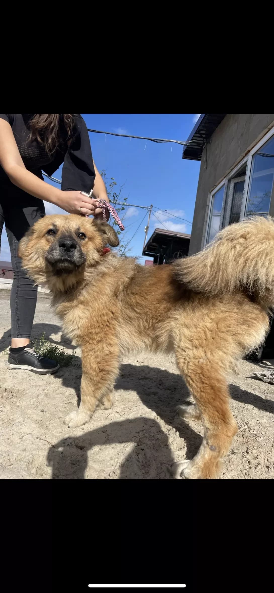 Sherkhan (Шерхан), male senior Mixed Breed for adoption at Happy Paw Dnipro